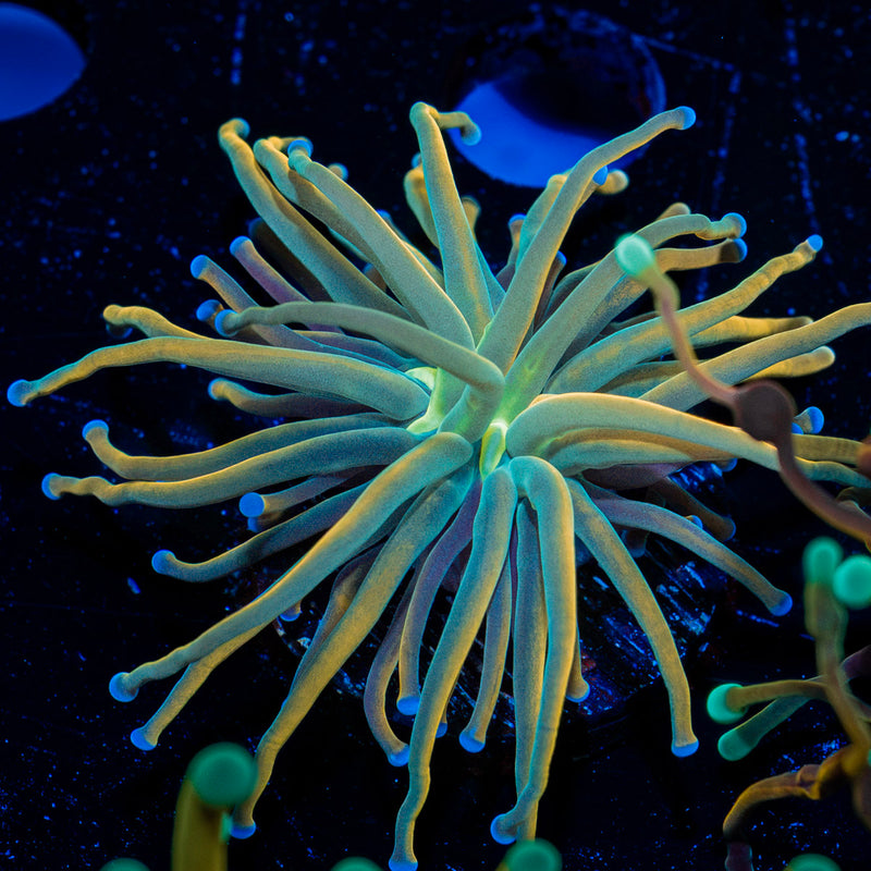 Dragon Tamer Torch Euphyllia Coral with flowing tentacles in reef aquarium
