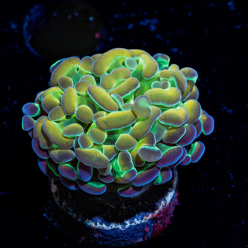 Hypnotoad Hammer Euphyllia Coral with branching fleshy heads in reef aquarium
