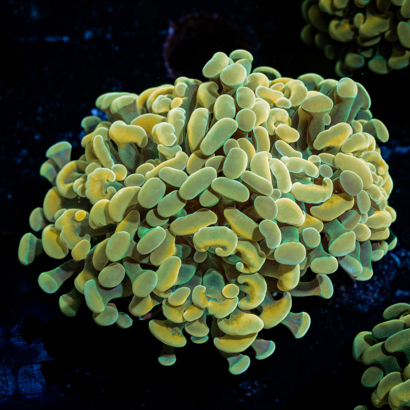 Golden Hammer Euphyllia Coral with branching fleshy heads in reef aquarium