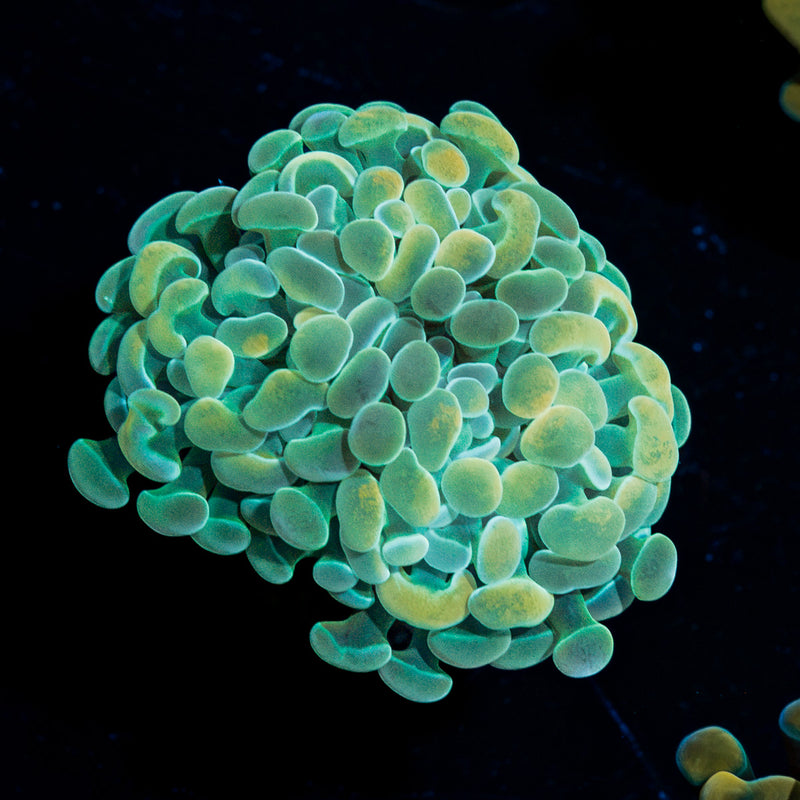 Golden Hammer Euphyllia Coral with branching fleshy heads in reef aquarium