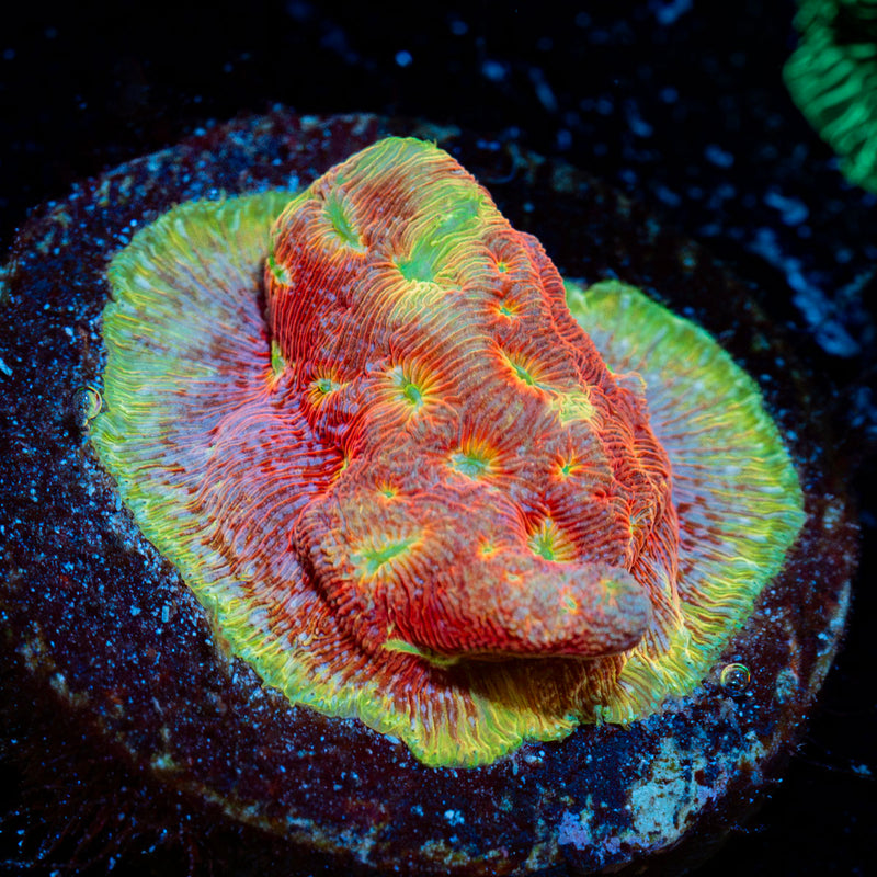 Klepto Leptoseris Coral