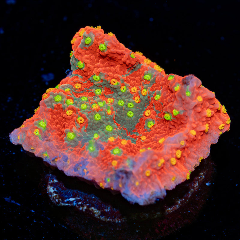 Sunfire Grafted Montipora Coral