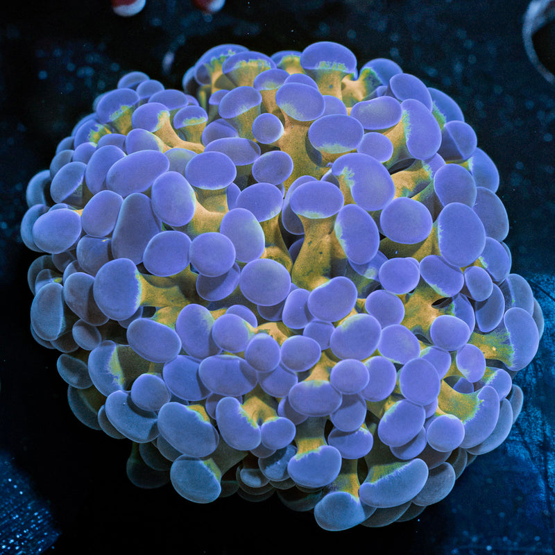 Gold Stem Hammer Coral