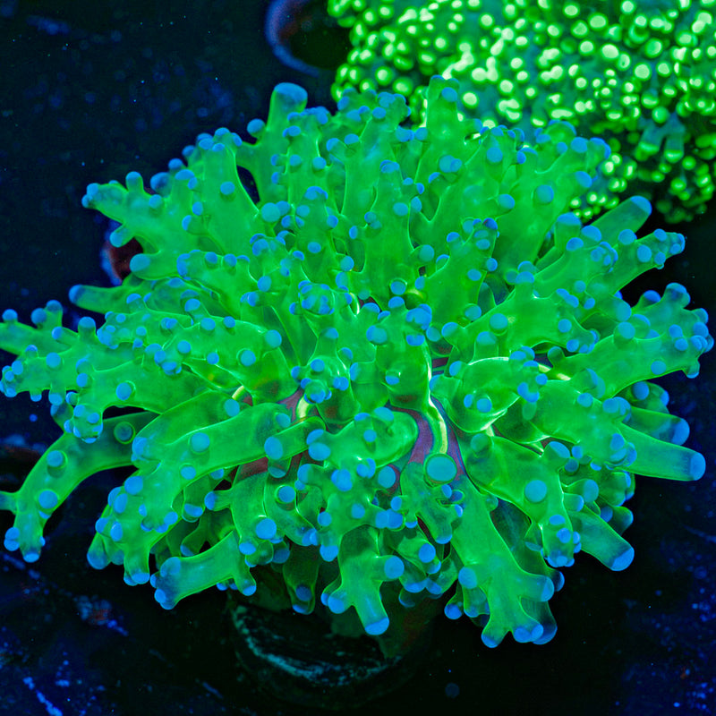 Classic Frogspawn Euphyllia Coral