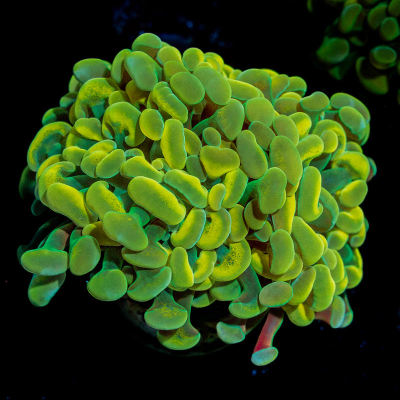 Golden Hammer Coral