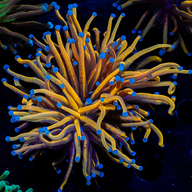 24k Torch Euphyllia Coral