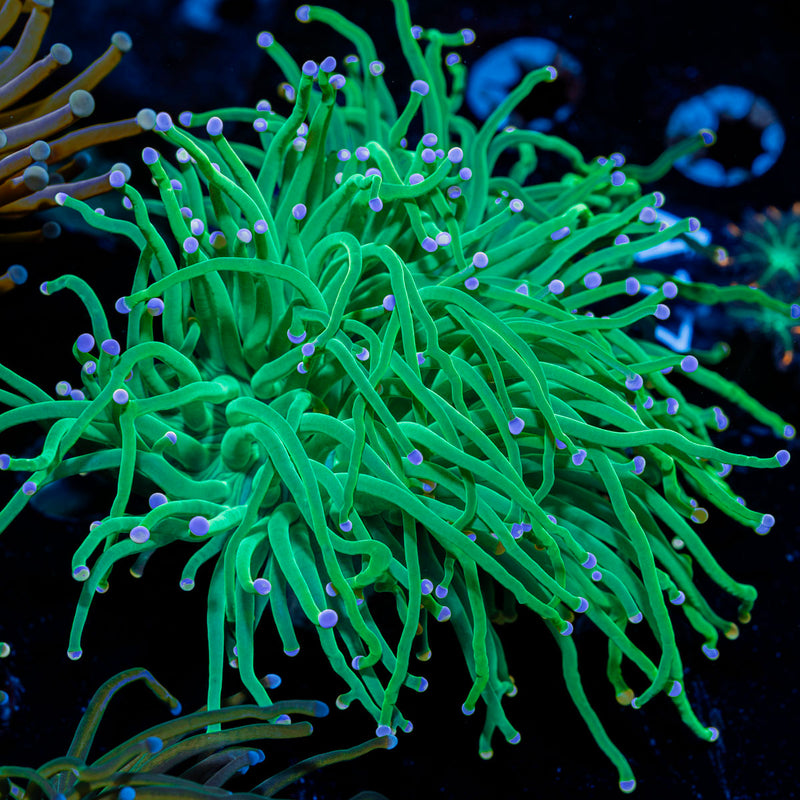 Pink Tipped Torch Coral