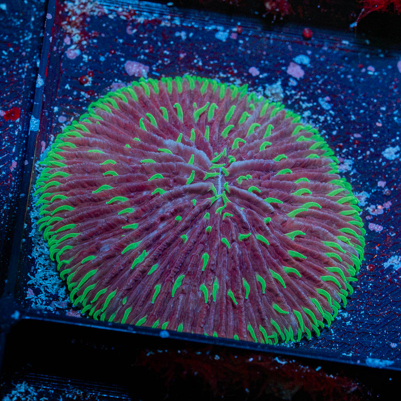 Fungia Plate Coral with fleshy open polyp in reef aquarium