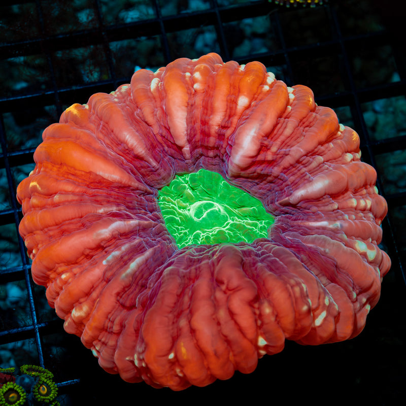 Wicked Cynarina coral with fleshy open polyp in reef aquarium