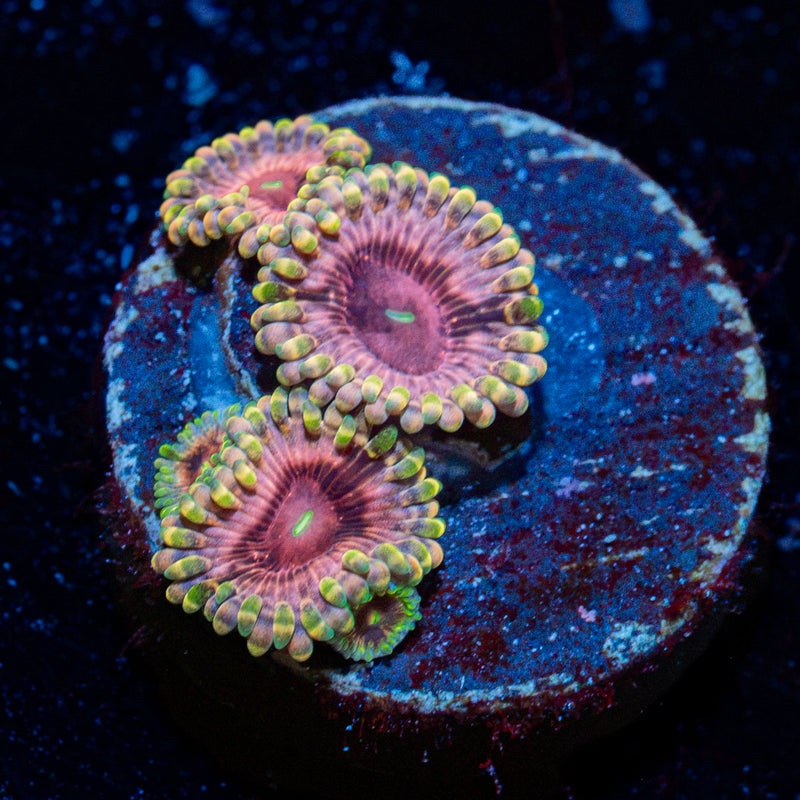 Majins Boos Zoanthid Coral