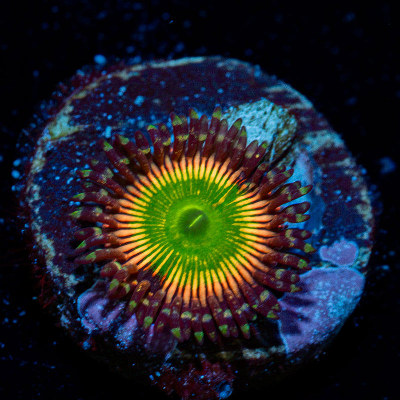 Peach Teas Zoanthid Coral