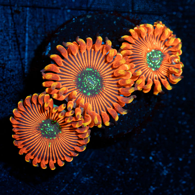 Dark Magicians Zoanthid Coral