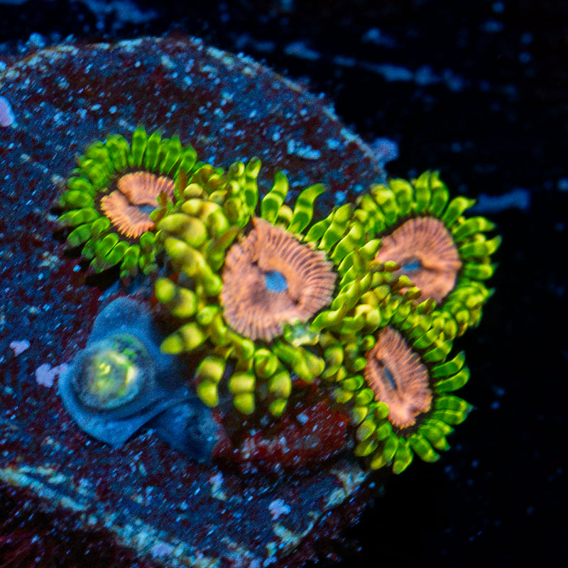 Purple Monsters Zoanthid Coral