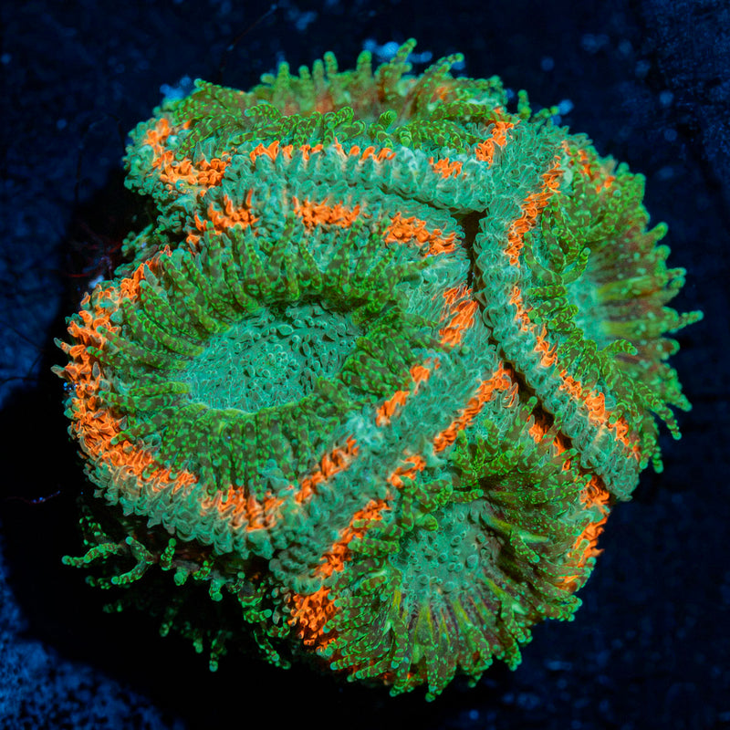 Miami Hurricane Acan Coral