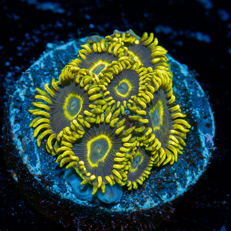 Blue Jay Zoanthid Coral