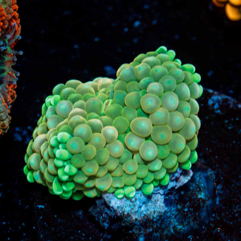 Ricordea Mushroom Coral