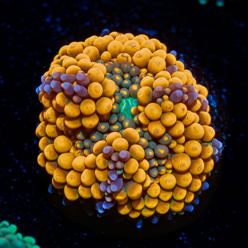 Orange Ricordea Mushroom Coral