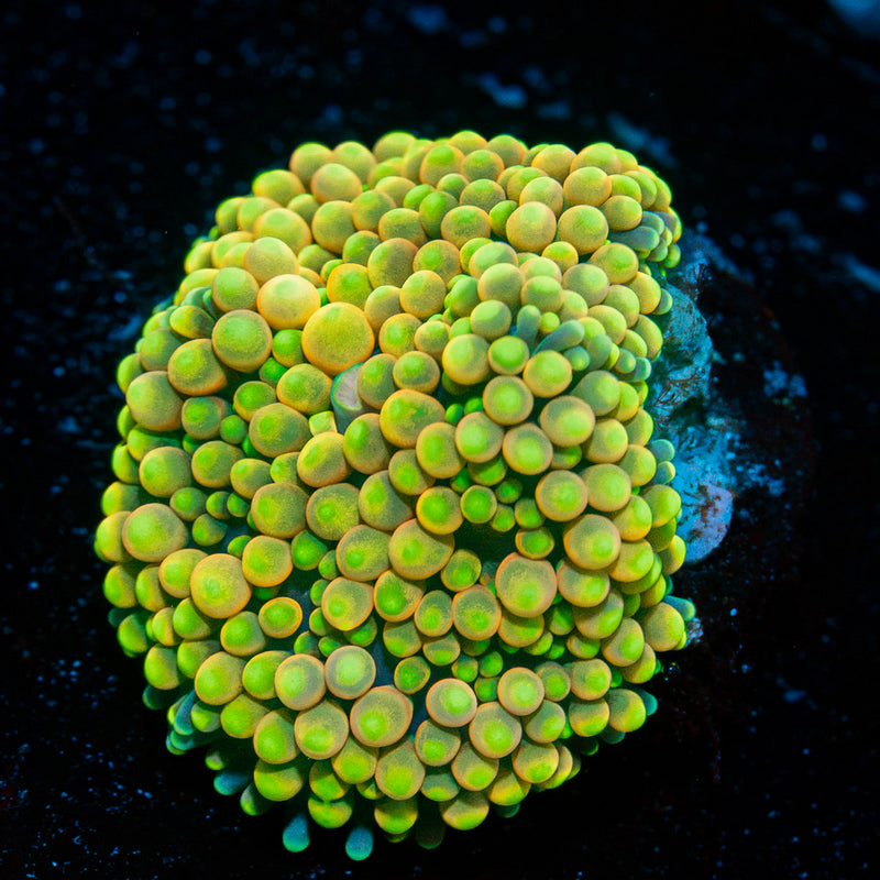 Ultra Ricordea Mushroom Coral