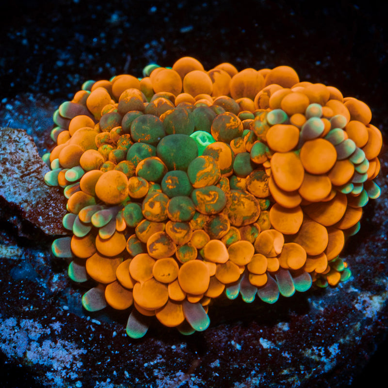 Orange Ricordea Mushroom Coral