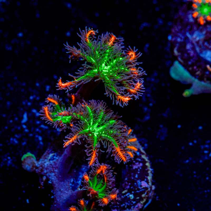 ARC Firework Clove Polyp Coral colony growth in reef aquarium