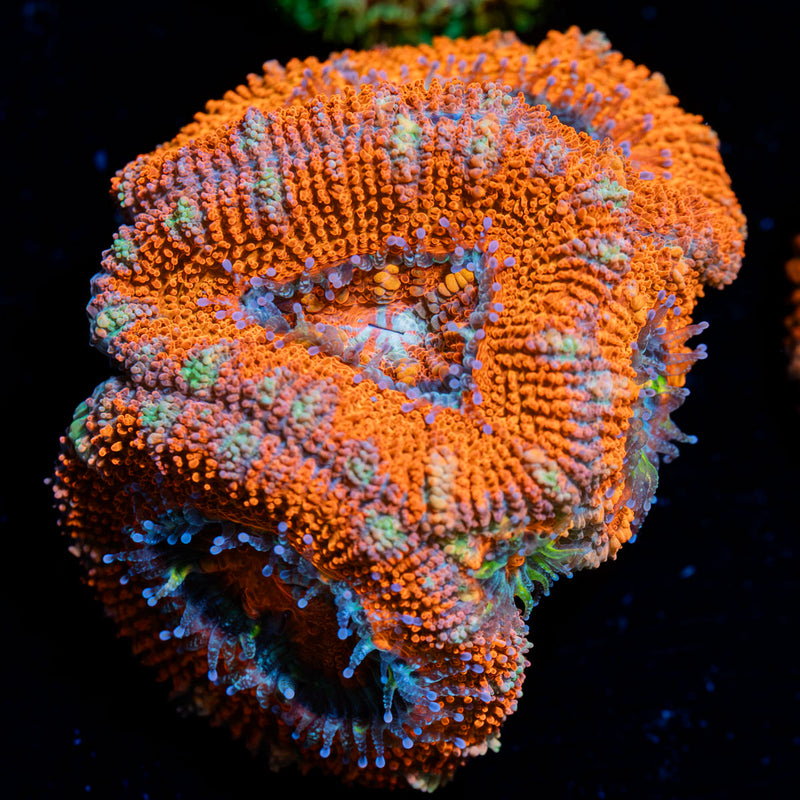 Acan Coral