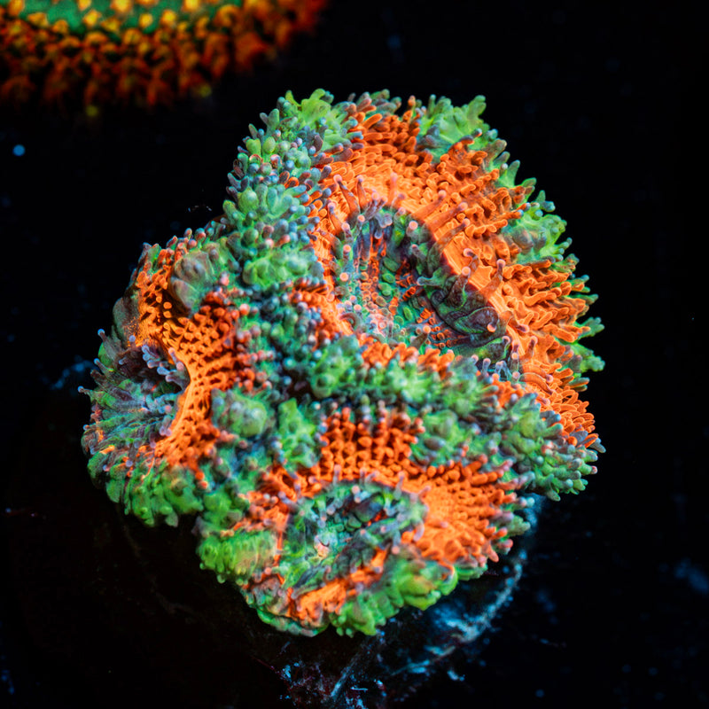 Acan Coral