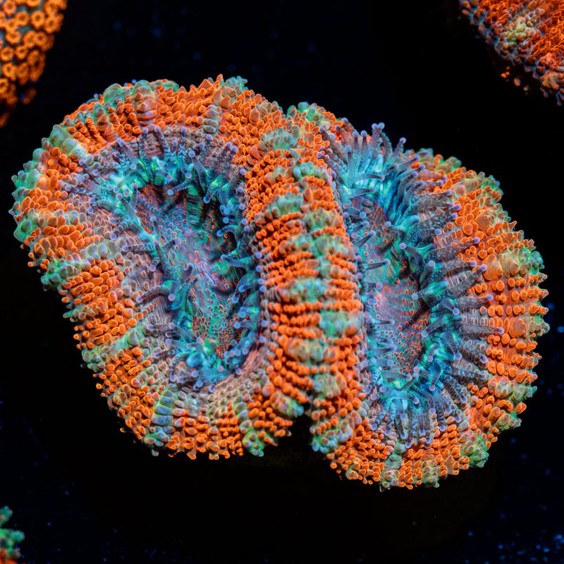 Acan Coral