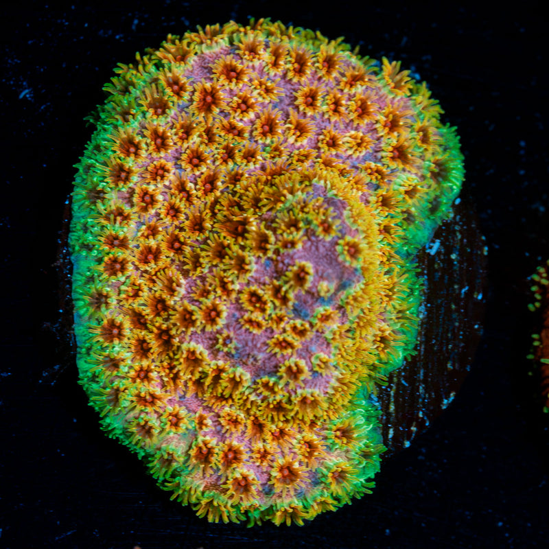 Skittles Cyphastrea Coral