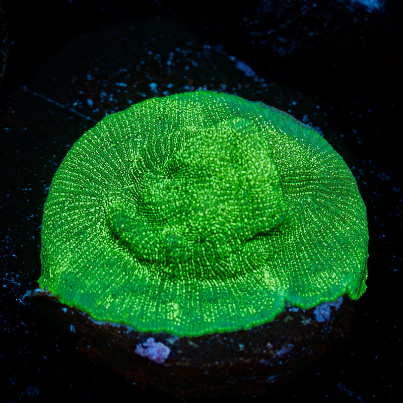 Hulk Leptoseris Coral