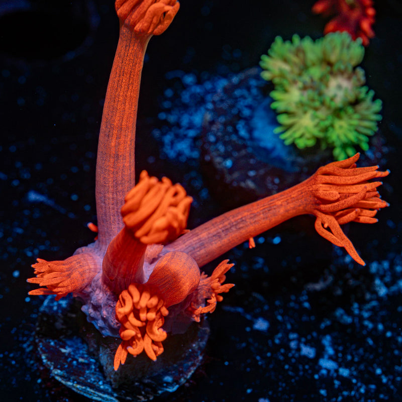 Red Bull Goniopora Coral with flower-like polyps in reef aquarium