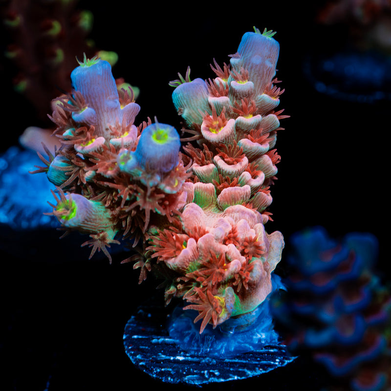 Cherry Bomb Tenuis Acropora Coral with branching growth in reef aquarium
