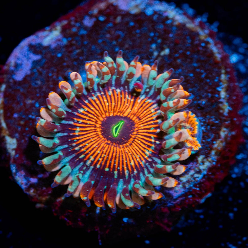 Seduction Zoanthids