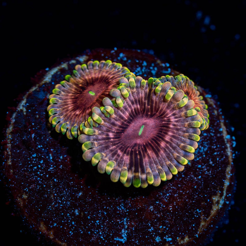 Majin Boos Zoanthid