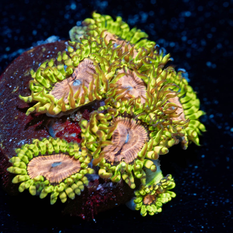 Purple Monsters Zoanthid