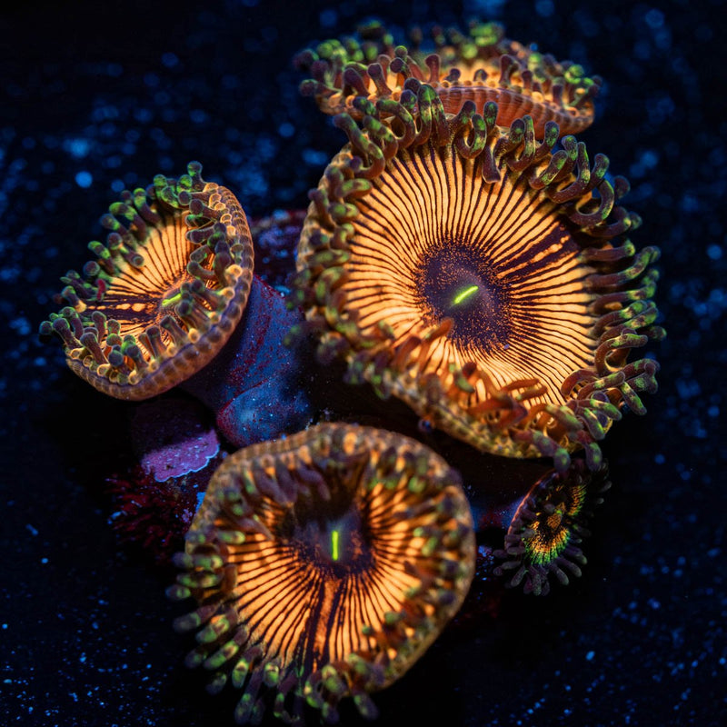 Desert Storms Zoanthid