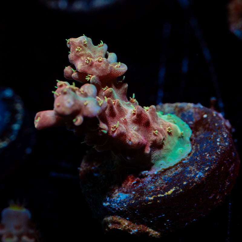 Buzz lightyear Acropora Coral with branching growth in reef aquarium
