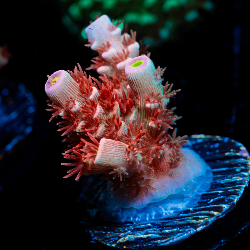 Cherry Bomb Tenuis Acropora Coral with branching growth in reef aquarium