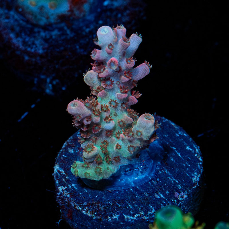 Flash Point Acropora
