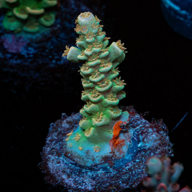 StarScream Acropora