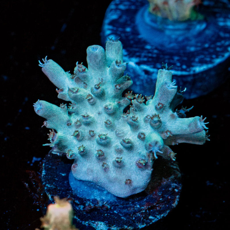 Yoda Acropora