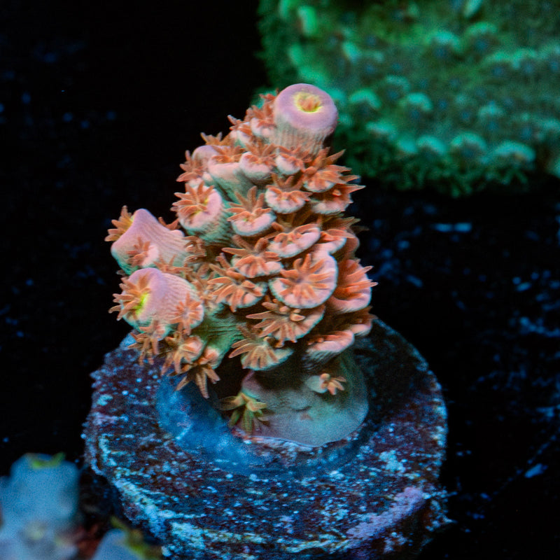Globe Master Tenuis Acropora