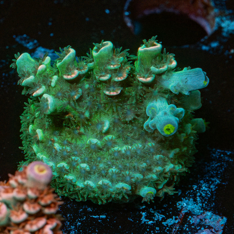 Pink Flamingo Acropora
