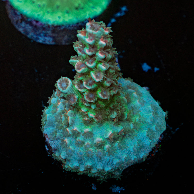 Pink Flamingo Acropora