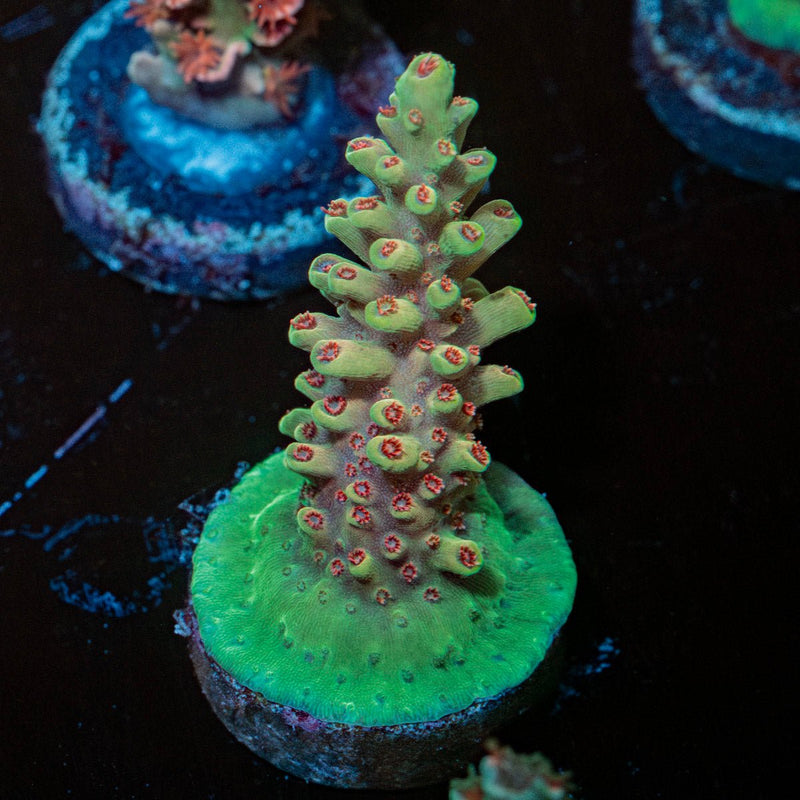 Rocket Man Acropora