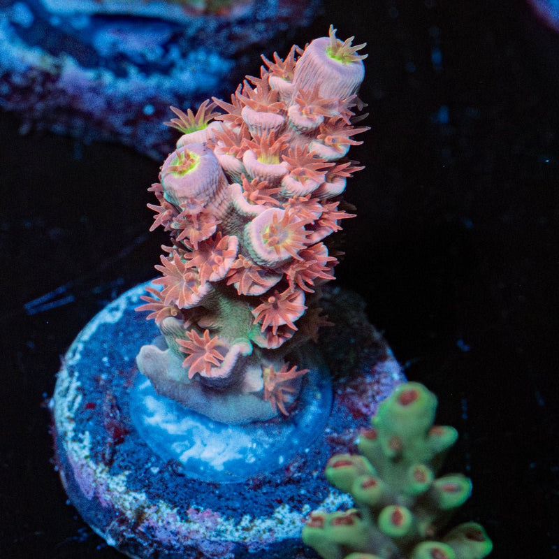 Cherry Bomb Acropora