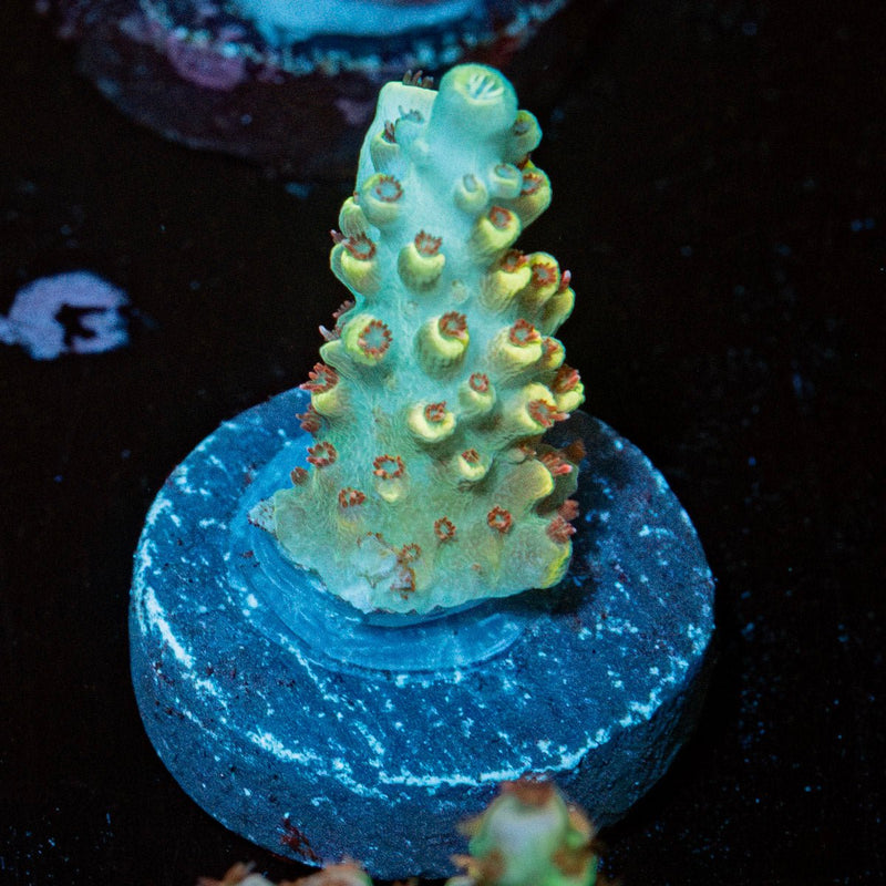 Pink Floyd Acropora