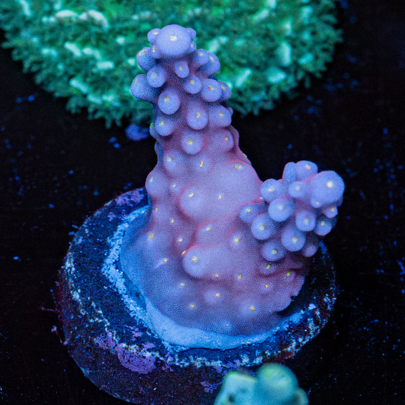 ARC FireWork Acropora