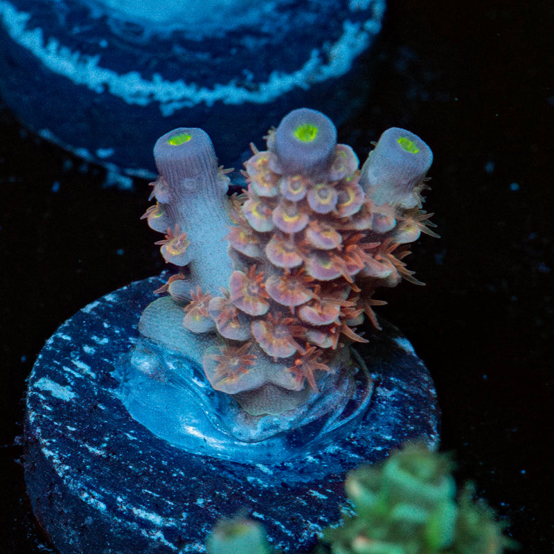 Tear Jerker Acropora