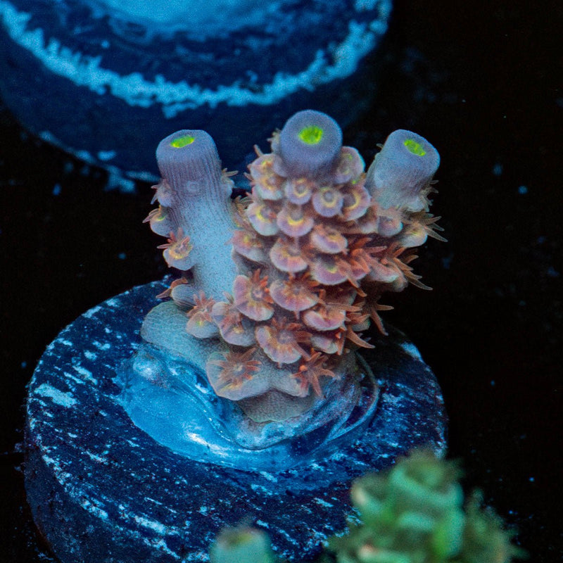 Tear Jerker Acropora