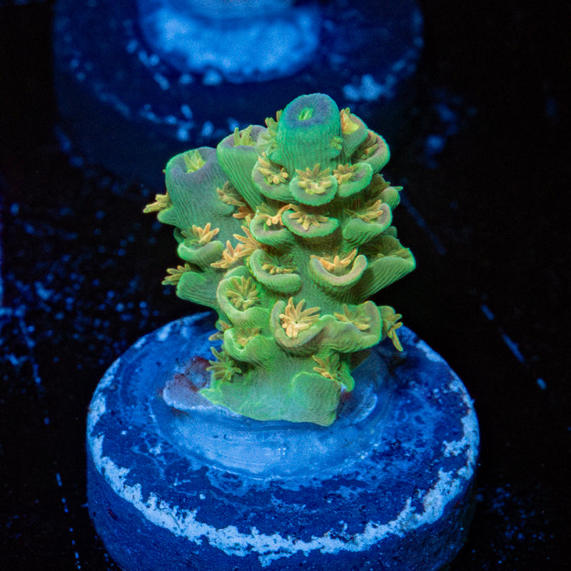 SC Orange Passion Acropora